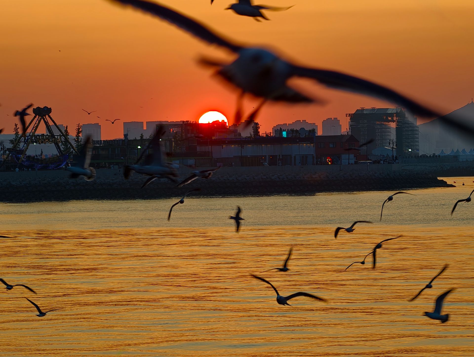 夕阳下的海鸥